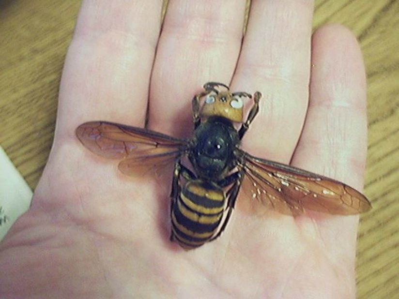 The Asian giant hornet (scientific name Vespa mandarinia) has a venom that destroys red blood cells and can cause multiple organ failure and fatal allergic reactions. More than 40 people have been killed in China by these hornets since July. 