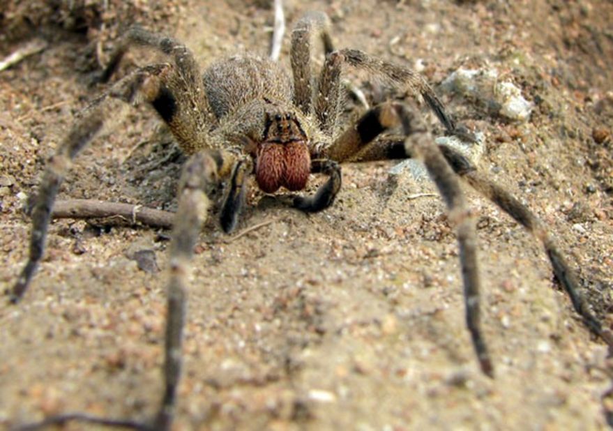 As one of the most venomous and dangerous spiders in the world, the Brazilian "wandering spider," or "banana spider," possess venom that can cause long-lasting priapism in men.