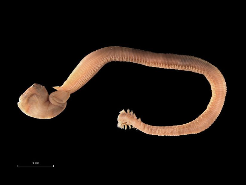 The larvae of these critters make their home in the intestines of their host, then reproduce there for up to 12 years, gradually destroying the organ. 