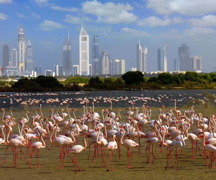 Right on the edge of Dubai there's a verdant saltwater paradise that's home to thousands of birds including flamingos, ospreys and eagles.