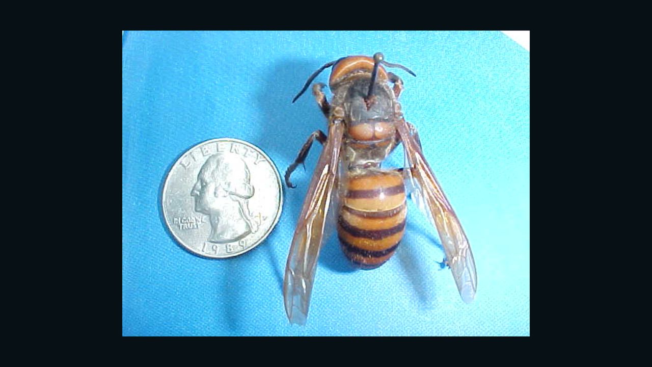 Entomologist Bob Jacobson took this photo of a queen Vespa mandarinia that is native to China.