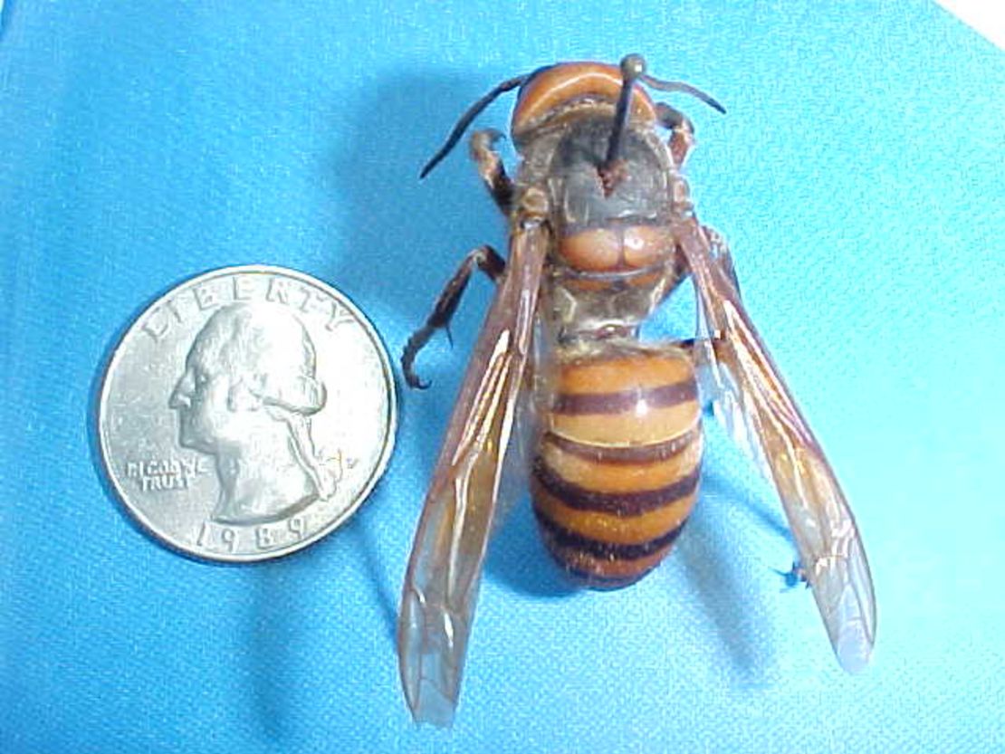 Entomologist Bob Jacobson took this photo of a queen Vespa mandarinia that is native to China.