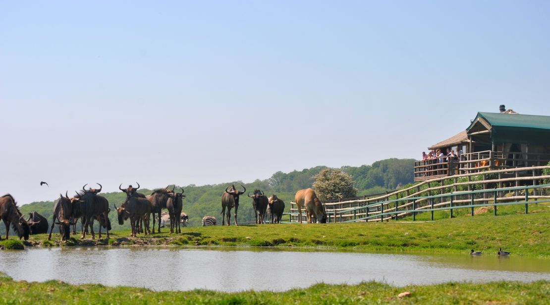 Livingstone Lodge -- ultimate UK safari HQ.