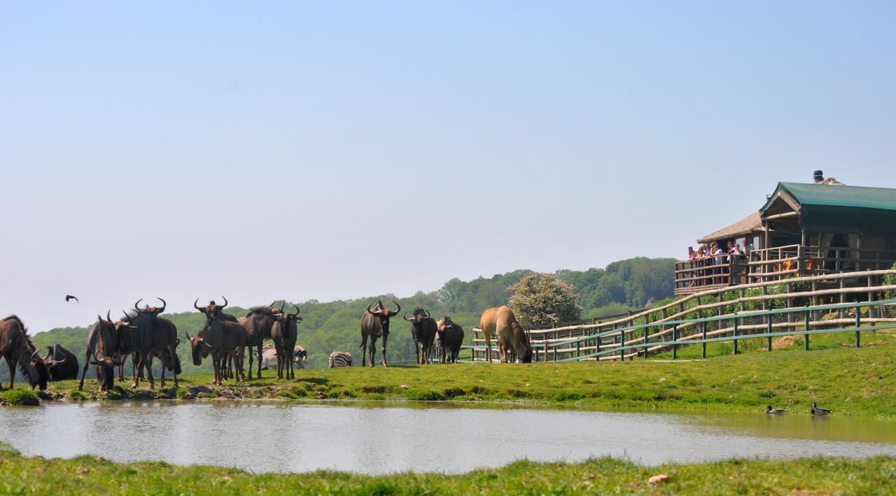 Livingstone Lodge at the Port Lympne Wild Animal Park has 10 safari-style tents, all of which overlook the watering hole used by the park's zebra, giraffe and rhino. 
