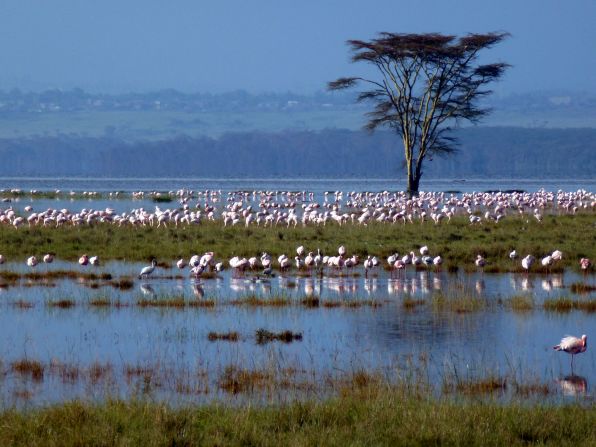 iReporter Scott Isom, a guide for Walking Adventures International, walks around the world, literally. During a recent walking tour in Kenya, he captured this moment at Lake Nakuru as a flock of flamingos fed there.
