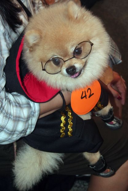 This Pomeranian arrived at the Scaredy Cats and Dogs Walk in the Philippines as the boy wizard "<a href="http://ireport.cnn.com/docs/DOC-870763">Hairy Potter</a>."