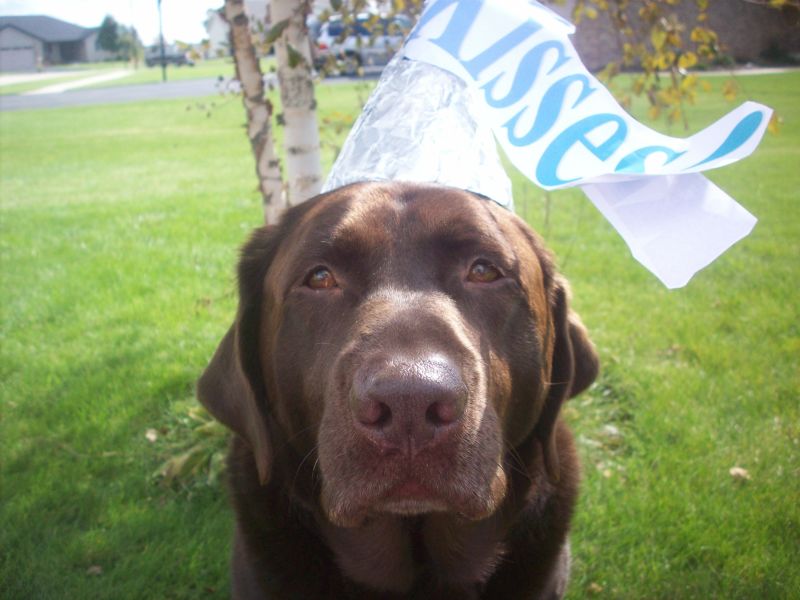 Chocolate lab costumes sale