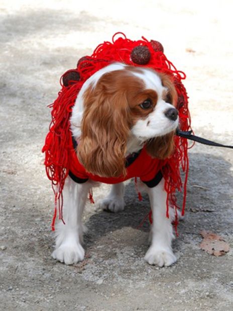 The long, wavy ears of this King Charles spaniel complement strands of "pasta" in his costume. Cauvin couldn't resist taking a photo of this <a href="http://ireport.cnn.com/docs/DOC-693227">spaghetti-and-meatballs dog</a> at the Tompkins Square Park Halloween Dog Parade.