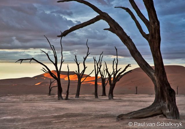 The desert is home to fossilized trees, thought to be over 900 years old.