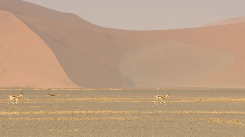 Many of the plant and animal species that survive in the area have specially adapted to the climate. Gemsboks (pictured) can raise the temperature of their bodies to 40°C during the hottest hours of the day. 