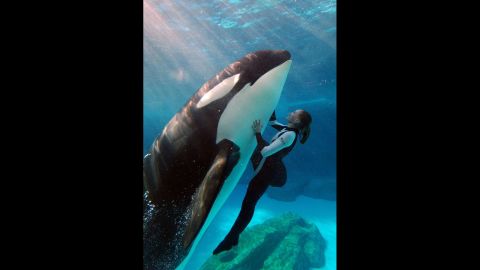 Killer whales, or orcas, were first put on public display in the 1960s. The best known killer whale shows in the United States are at SeaWorld Parks, which are synonymous with their "Shamu" killer whale shows, seen here. 