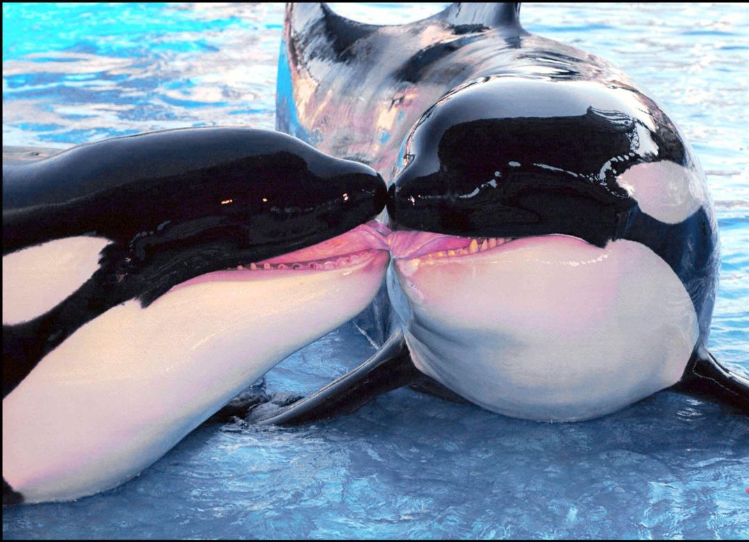 SeaWorld opened its Orlando park in 1973, where the first killer whale was born in captivity in 1985. SeaWorld emphasizes that it is "dedicated to education, entertainment, research and conservation" of all its marine animals. Here, two orcas at SeaWorld Orlando perform in 2000.