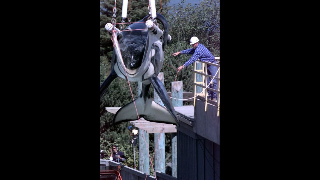 The 1993 hit movie "Free Willy" captured hearts and sparked a massive campaign to free Keiko, the orca that played "Willy" in the movie, from the Mexican amusement park where he performed. Here, Keiko is being prepared to be released into the wild in 1998.  In 2002, Keiko spent five weeks journeying across the Atlantic to Norway. He wasn't quite ready to be independent, finding companionship among the Norwegian fishermen and children. He died in December 2003, most likely from pneumonia.  