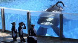 In this Monday, March 7, 2011 photo, killer whale Tilikum, right, watches as SeaWorld Orlando trainers take a break during a training session at the theme park's Shamu Stadium in Orlando, Fla. In an unprecedented lawsuit, People for the Ethical Treatment of Animals is accusing the SeaWorld marine parks of keeping five of its star-performer killer whales in conditions that violate the Constitution's ban on slavery. The suit, which PETA says it will file Wednesday, Oct. 26, 2011 in U.S. District Court in San Diego, hinges on the fact that the 13th Amendment, while prohibiting slavery and involuntary servitude, does not specify that only humans can be victims. (In this Monday, March 7, 2011 photo, killer whale Tilikum, right, watches as SeaWorld Orlando trainers take a break during a training session at the theme park's Shamu Stadium in Orlando, Fla. In an unprecedented lawsuit, People for the Ethical Treatment of Animals is accusing the SeaWorld marine parks of keeping five of its star-performer killer whales in conditions that violate the Constitution's ban on slavery. The suit, which PETA says it will file Wednesday, Oct. 26, 2011 in U.S. District Court in San Diego, hinges on the fact that the 13th Amendment, while prohibiting slavery and involuntary servitude, does not specify that only humans can be victims. (Phelan M. Ebenhack/AP)