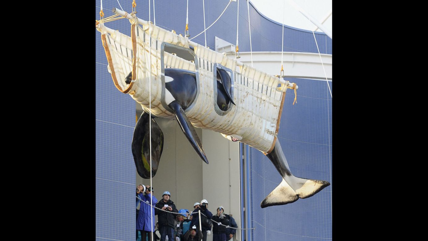 A male killer whale, Bingo, is transported to the Nagoya Port Aquarium in Japan in December 2011, after the death of the aquarium's only other orca.  Marine animal activists say the transfers of orcas between marine parks are unhealthy for these mammals because of the stress and trauma.