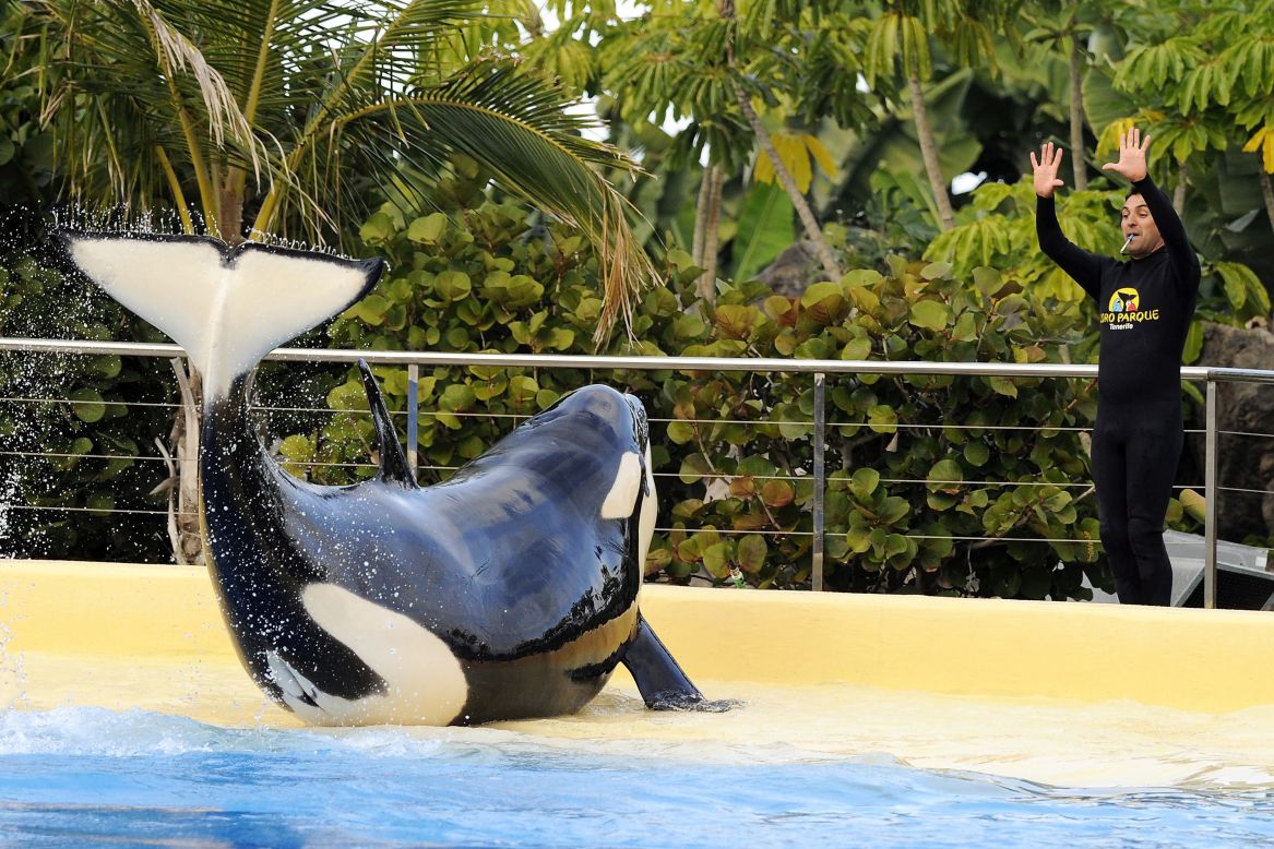 This female killer whale, Morgan, was taken in by a Dutch dolphinarium after being found starving in the shallow waters of the North Sea off the Netherlands coast.  She is now performing at Loro Parque in Spain's Canary Islands -- despite an agreement that she would be released into the wild after her rehabilitation.  Animal rights activists have mounted a legal challenge for her release.
