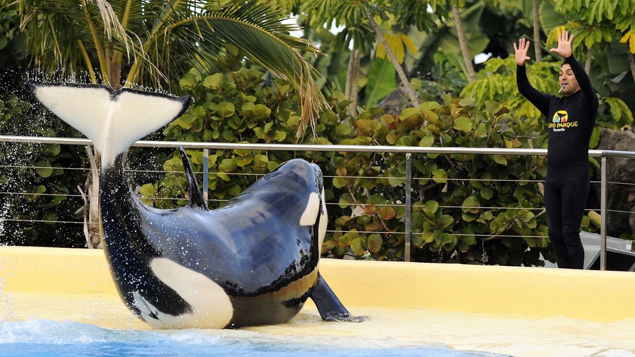 Image #: 16468841    epa03053005 A picture made available on 08 January 2012 shows a rescued killer whale named 'Morgan' during a training at the amusement park Loro Parque, in Tenerife, Canary Islands, Spain, 07 January 2012. The orca was rescued in June 2010 by a dolphinarium in Harderwijk, the Netherlands, after being found exhausted and starving in shallow waters in the North Sea.  (JAN KANNING/EPA/LANDOV)