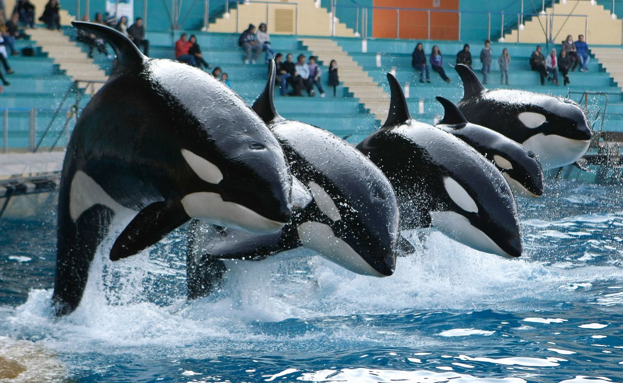Today, there are 45 captive orcas performing at about 10 parks across the world, most of them born in captivity.   Here, orcas perform at the Marineland aquatic park in Antibes, in southeastern France.