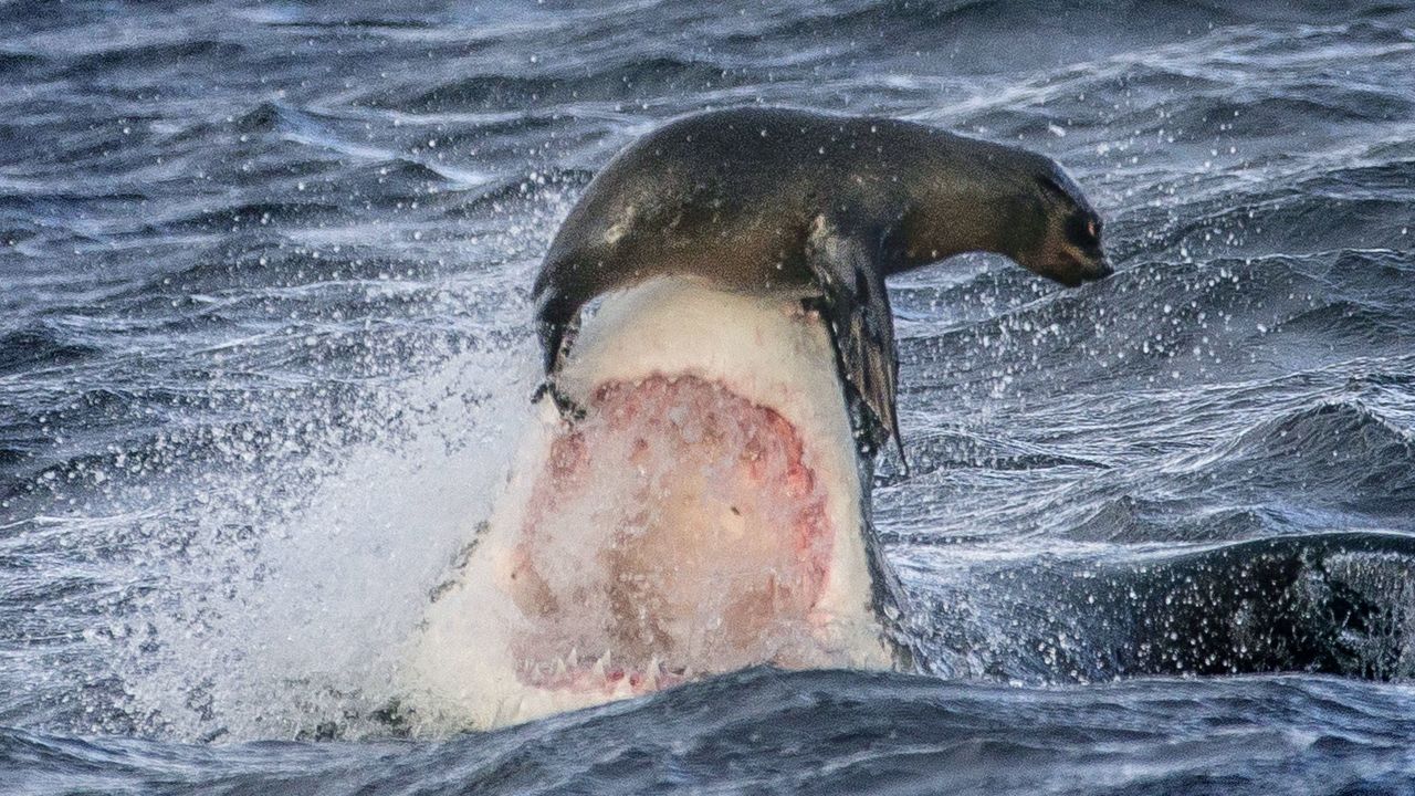 A seal narrowly escapes the jaws of a great white shark in this photo taken off the coast of Cape Town, South Africa.