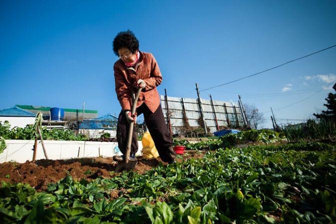 A farmer harvests produce from her small hillside plot in Busan, South Korea. More than half of South Korea's farmers are women and few farmers are young -- 40 percent are over 60 years old -- and most have seen their children and grandchildren move to other professions.