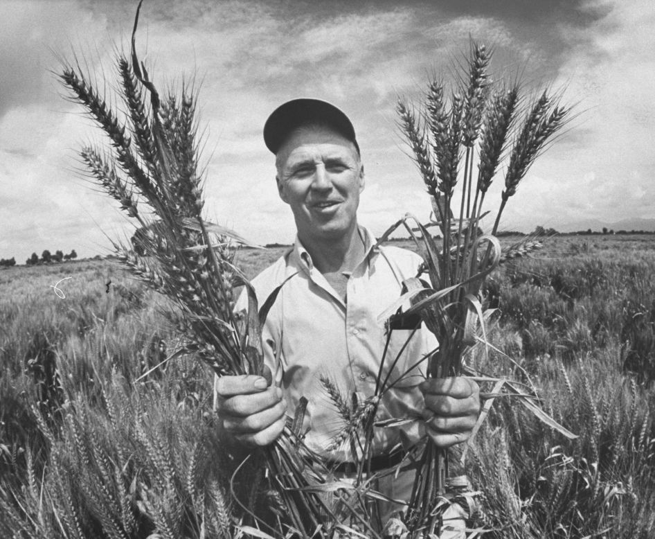 Dr. Norman Borlaug holds up stalks of his specifically crossbred wheat, designed to be more disease-resistant. Borlaug won the Nobel Peace Prize in 1970. 