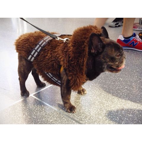 Even canines get into the action. This dog is cosplaying as <a href="http://instagram.com/p/famXTSiDH8/" target="_blank" target="_blank">Chewbacca</a> from "Star Wars."