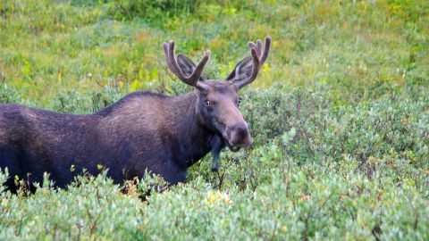Head to State Forest State Park's North Park for year-round moose viewing. More than 600 moose live in the park year-round.