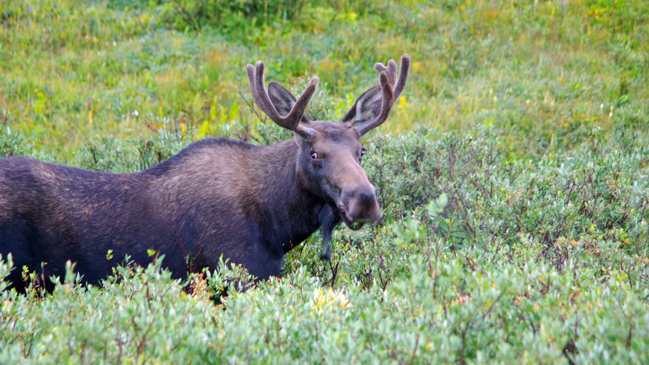 A wayward moose (not this exact moose) turned up in Breckenridge, Colorado, on Friday.