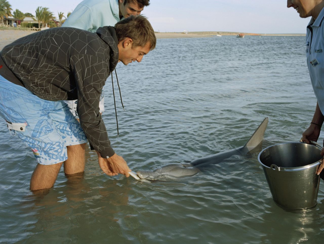Los delfines llegan a la orilla cada día para ser alimentados en las agua poco profundas de la península de Bahía Tiburón, a 850 kilómetros (528 millas) al norte de Perth.