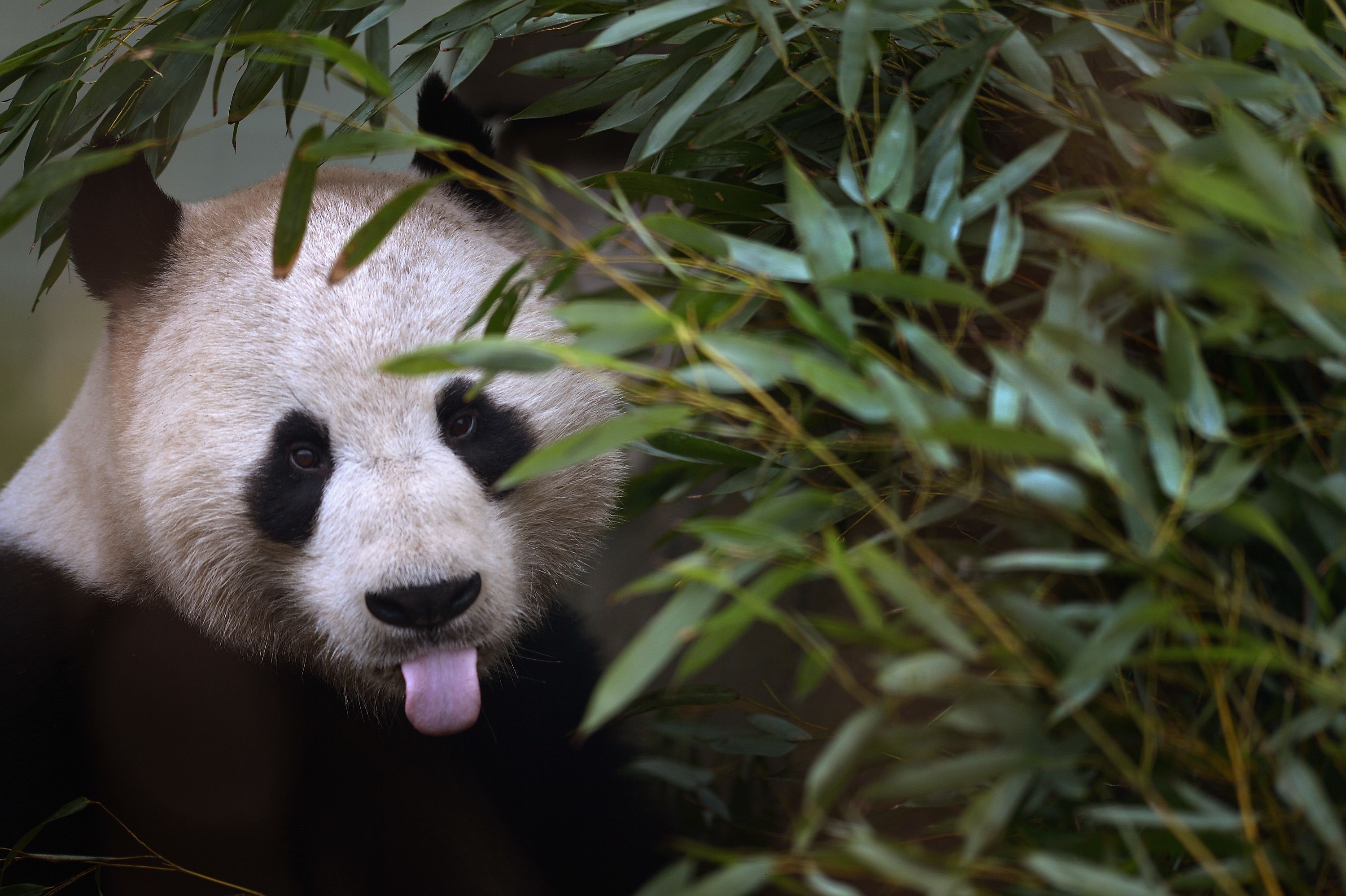 Canada zoo to return pandas to China because bamboo too hard to