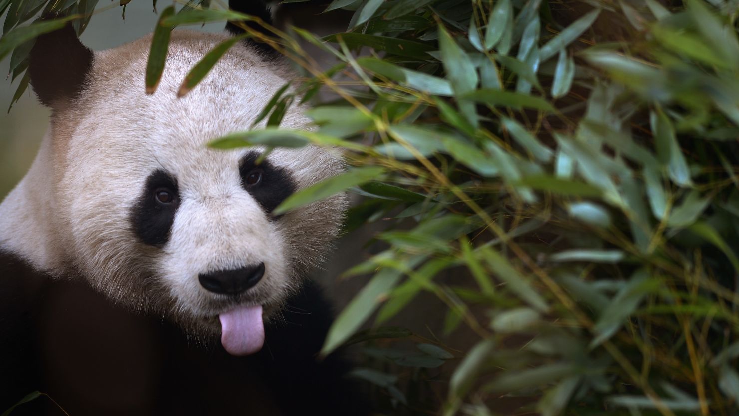 A panda feeds on bamboo during the breading season in February 2013 in Edinburgh, Scotland. 