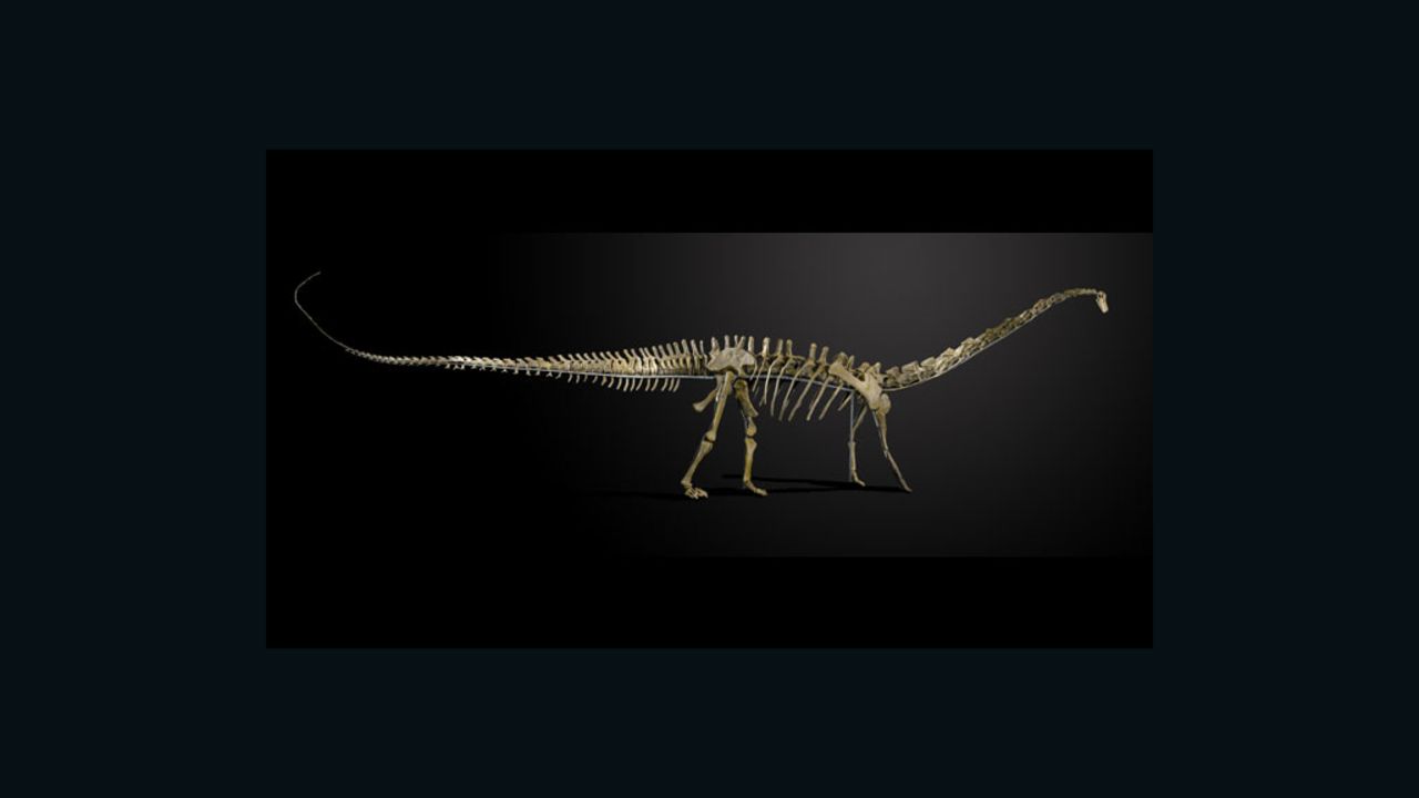 This skeleton of "Misty" -- a female Diplodocus longus -- will be auctioned in England on November 27, 2013.