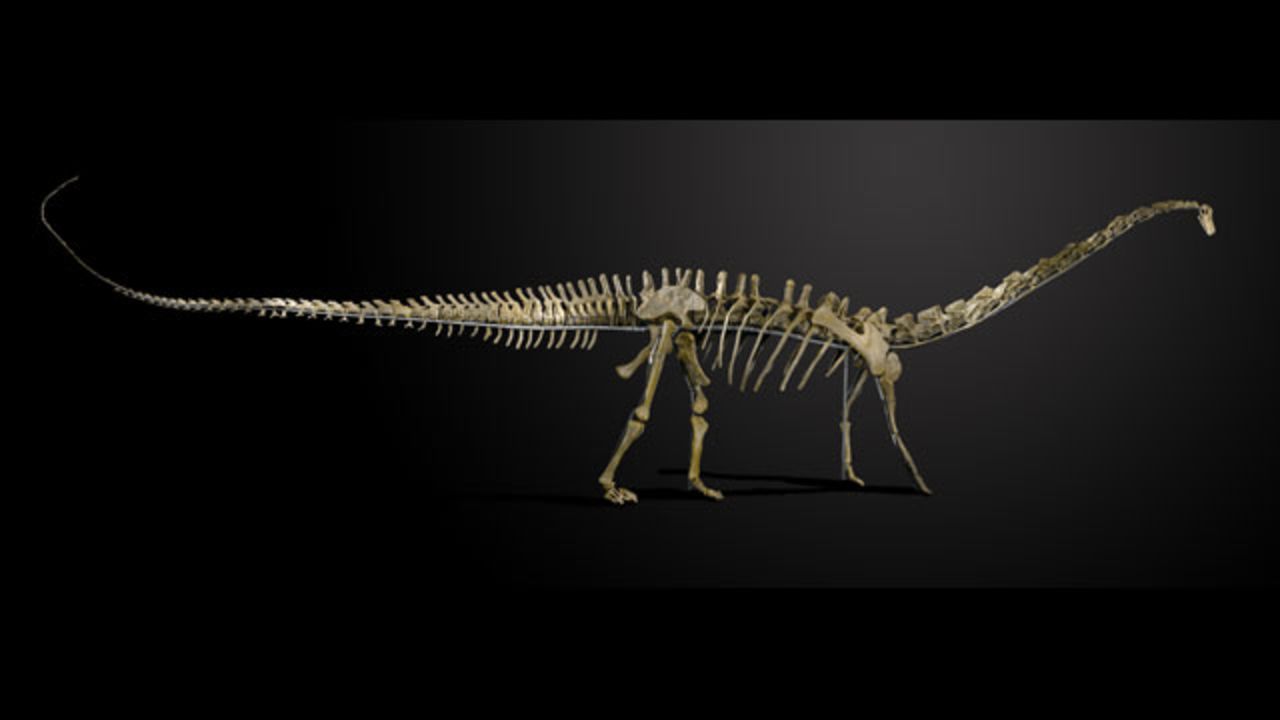 El esqueleto de "Misty", un dinosaurio hembra Diplodocus longus, será subastado en Inglaterra el 27 de noviembre.
