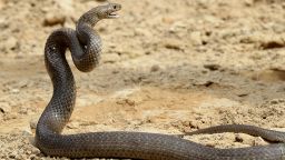 australia deadly snake