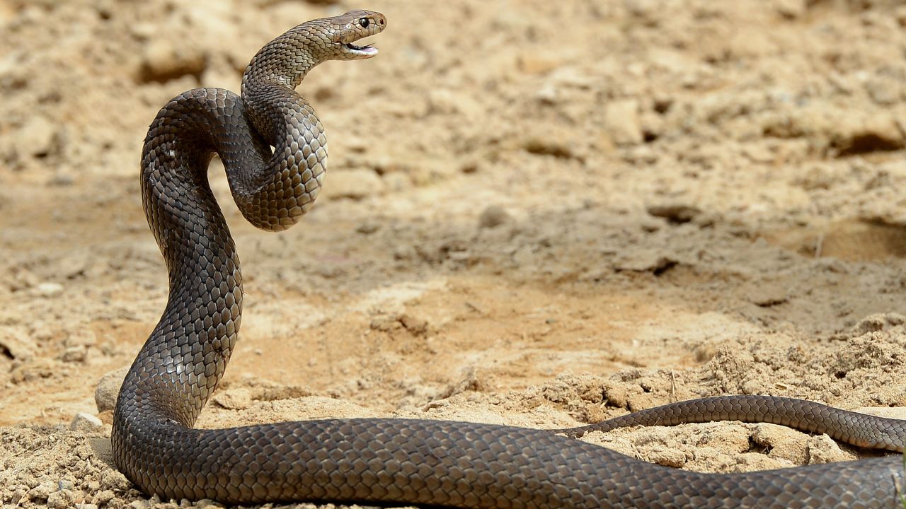 The  Australia eastern brown snake has enough venom to kill 20 adults with a single bite.