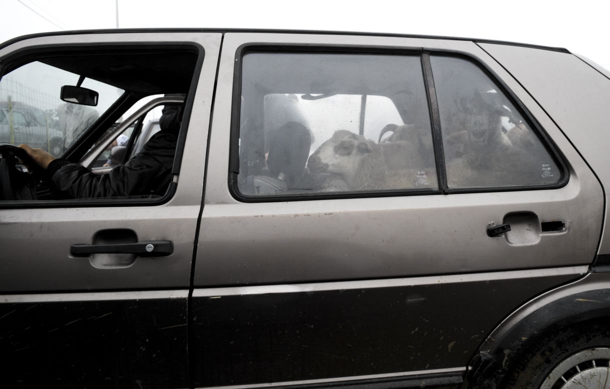Sheep are left in a car at a livestock market near Pristina, Kosovo, on October 15.