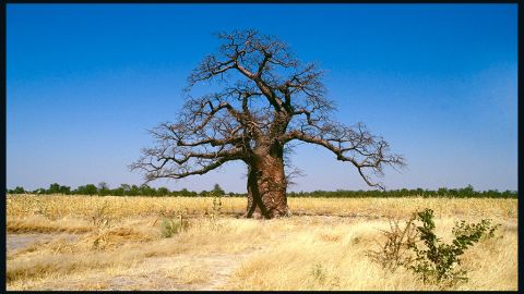 Stately and stoic -- baobabs are Africa's oldest and largest trees.