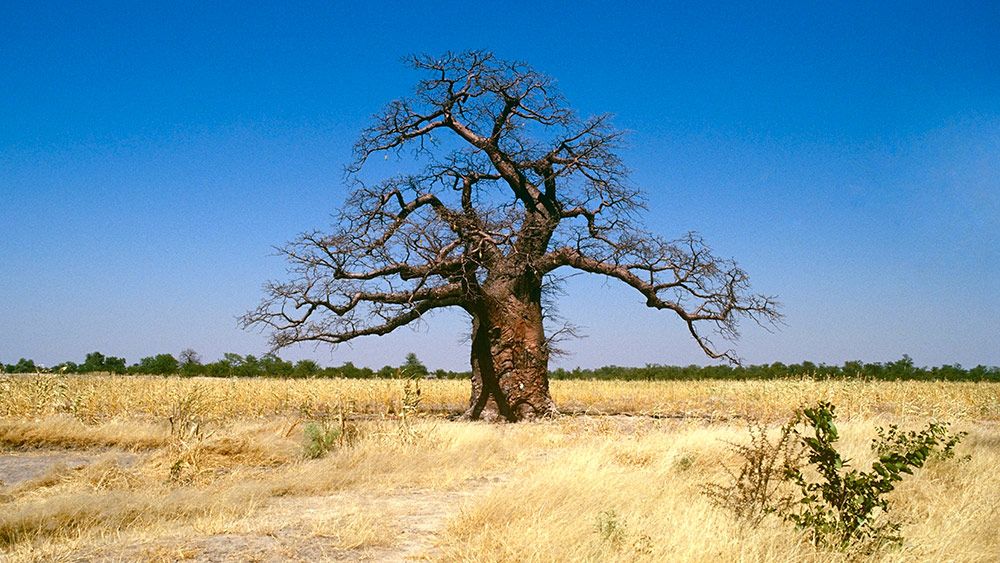 south african national tree