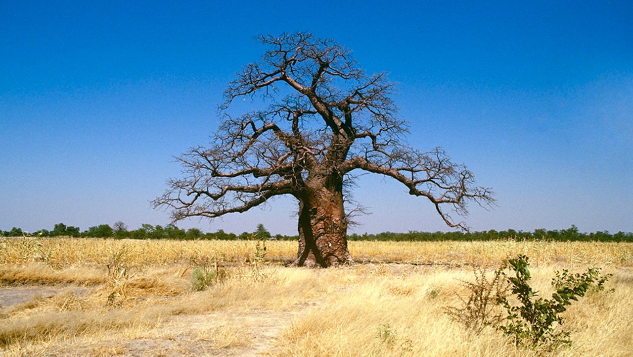 A baobab tree stands alone in South Africa. Cultural beliefs about the baobab tree are deeply rooted in African history. Still today, traditional healers and diviners communicate with their ancestors under its gnarled branches. It's believed that the tree's spirits will guide them in their decision-making. <br />
