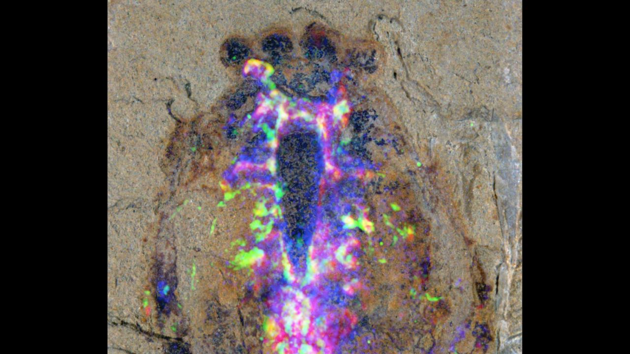 Scientists used advanced imaging techniques to see the nervous system of the new Alalcomenaeus fossil specimen.