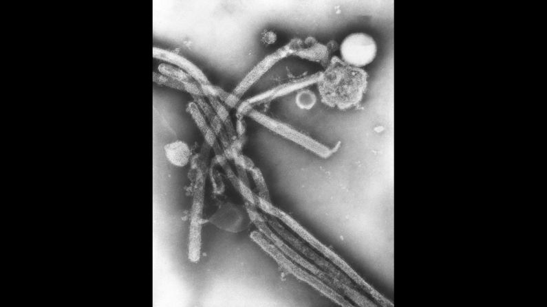 These virions belong to the H3N2 flu virus that started in Hong Kong in 1968, according to the CDC. H3N2 infected an estimated 50 million Americans and killed 33,000 people in the United States, "making it the mildest flu pandemic in the 20th century," <a href="index.php?page=&url=http%3A%2F%2Fwww.flu.gov%2Fpandemic%2Fhistory%2Findex.html" target="_blank" target="_blank">according to the Department of Health and Human Services</a>. 