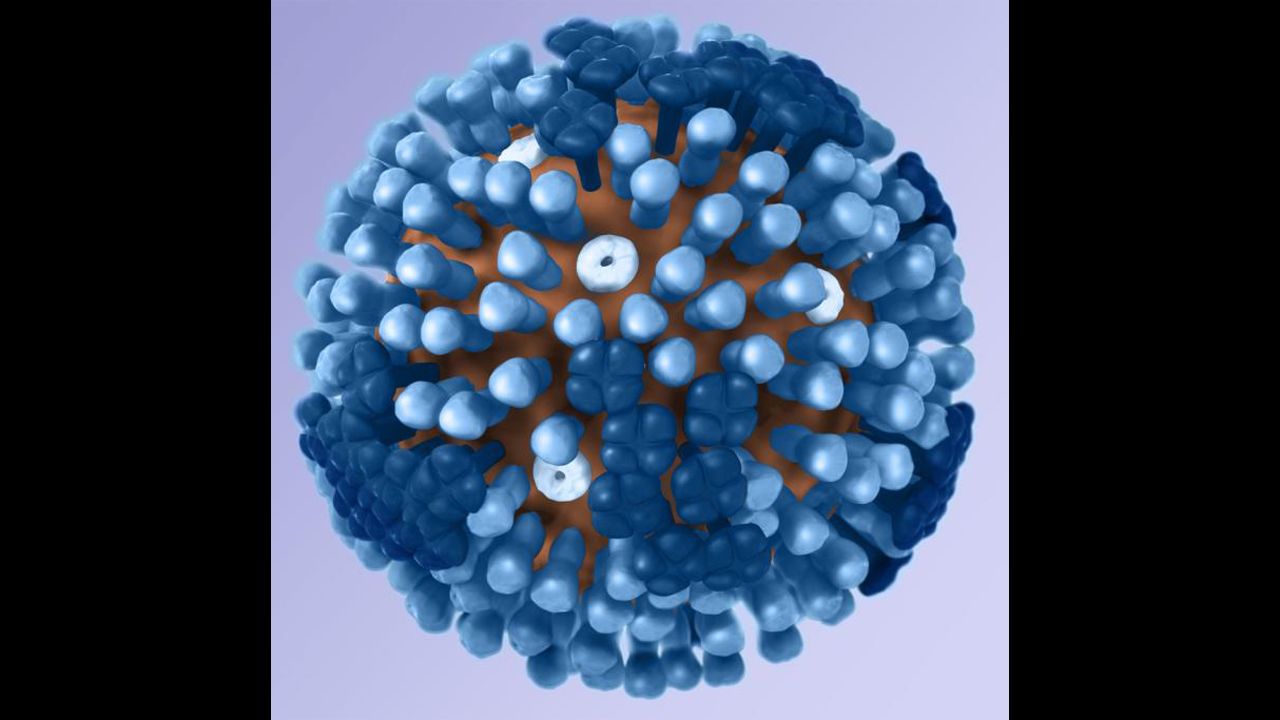 This illustration from the CDC is a 3-D graphical representation of an influenza virion's structure. Influenza viruses are members of the <a href="http://www.britannica.com/EBchecked/topic/433517/orthomyxovirus" target="_blank" target="_blank">Orthomyxoviridae family</a>, according to Encyclopedia Britannica, meaning their virions measure between 80 and 120 nanometers in diameter. Each virion contains hemagglutinin and neuraminidase <a href="http://www.nlm.nih.gov/medlineplus/ency/article/002224.htm" target="_blank" target="_blank">antigens</a>, substances that cause our bodies to produce antibodies. The amount of each antigen determines the strain of the virus, which is where the H#N# naming structure comes from. 
