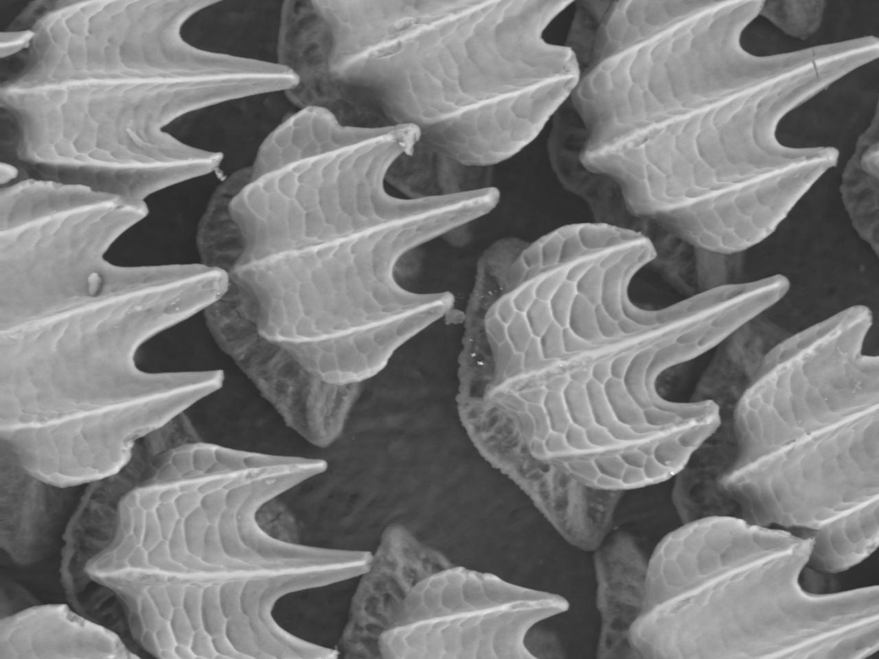 This microscopic image of shark skin shows the dermal denticles which are much like tiny teeth. "It's not a favorable place for bacteria -- they don't like to colonize there," said chemist Mark Dorfman of the Biomimicry Institute. "By putting it on a hospital surface it could remove the need for harsh chemicals."