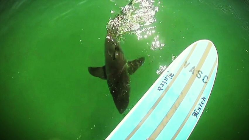 newday california shark paddleboard_00003307.jpg