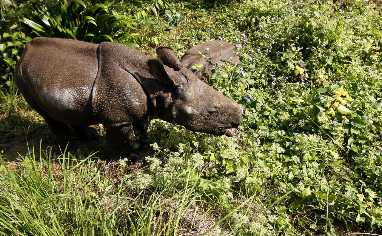 Efforts to protect four of the world's last remaining northern white rhinos have been boosted by a $70,000 drone. The <a href="http://www.olpejetaconservancy.org/" target="_blank" target="_blank">Ol Pejeta Conservacy</a> in Kenya is planning to use the UAV to monitor the location of its wildlife and deter poachers from harming the animals.
