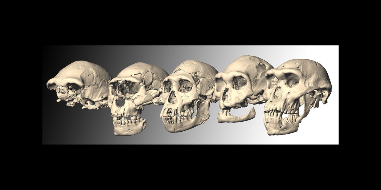 Researchers say that all of the five Dmanisi Homo skulls came from individuals in a single species. They say fossils classified as other Homo species from around this time, such as Homo habilis and Homo rudolfensis, may actually also be examples of Homo erectus. 