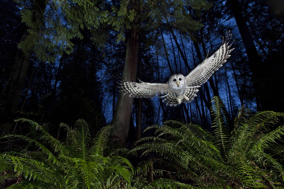 <strong>The flight path</strong><br />by Connor Stefanison (Canada)<br /><br /><em>photo courtesy </em><em>Connor Stefanison</em>/<em>Wildlife Photographer of the Year 2013</em>