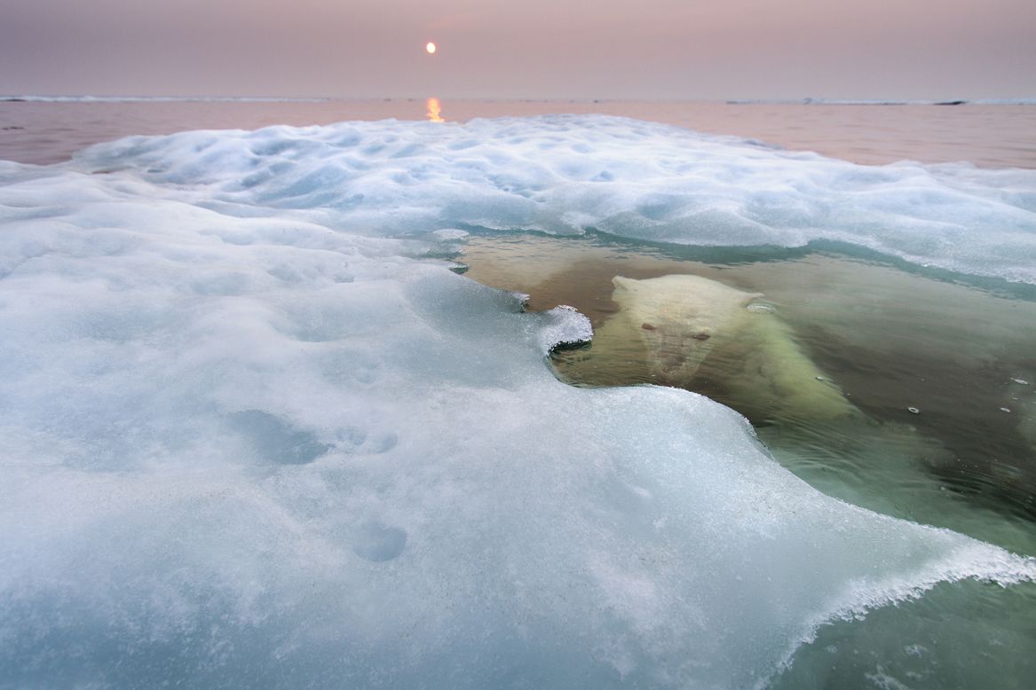 <strong>The water bear </strong><br />by Paul Souders (United States)<br /><br /><em>photo courtesy </em><em>Paul Souders/</em><em>Wildlife Photographer of the Year 2013</em>