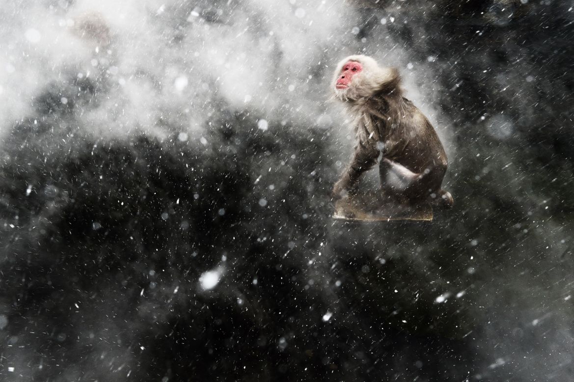 <strong>Snow moment</strong><br />by Jasper Doest (The Netherlands)<br /><em>photo courtesy Jasper Doest/Wildlife Photographer of the Year 2013</em><br /><br /><a href="http://www.nhm.ac.uk/visit-us/whats-on/temporary-exhibitions/wpy/index.jsp" target="_blank" target="_blank"><em>49th Wildlife Photographer of the Year</em></a><em>, Natural History Museum, Cromwell Road, London; +44 20 7942 5000; October 18, 2013 - March 23, 2014, 10 a.m.-5:50 p.m. (last admission 5:15 p.m.); £12 for adult</em>