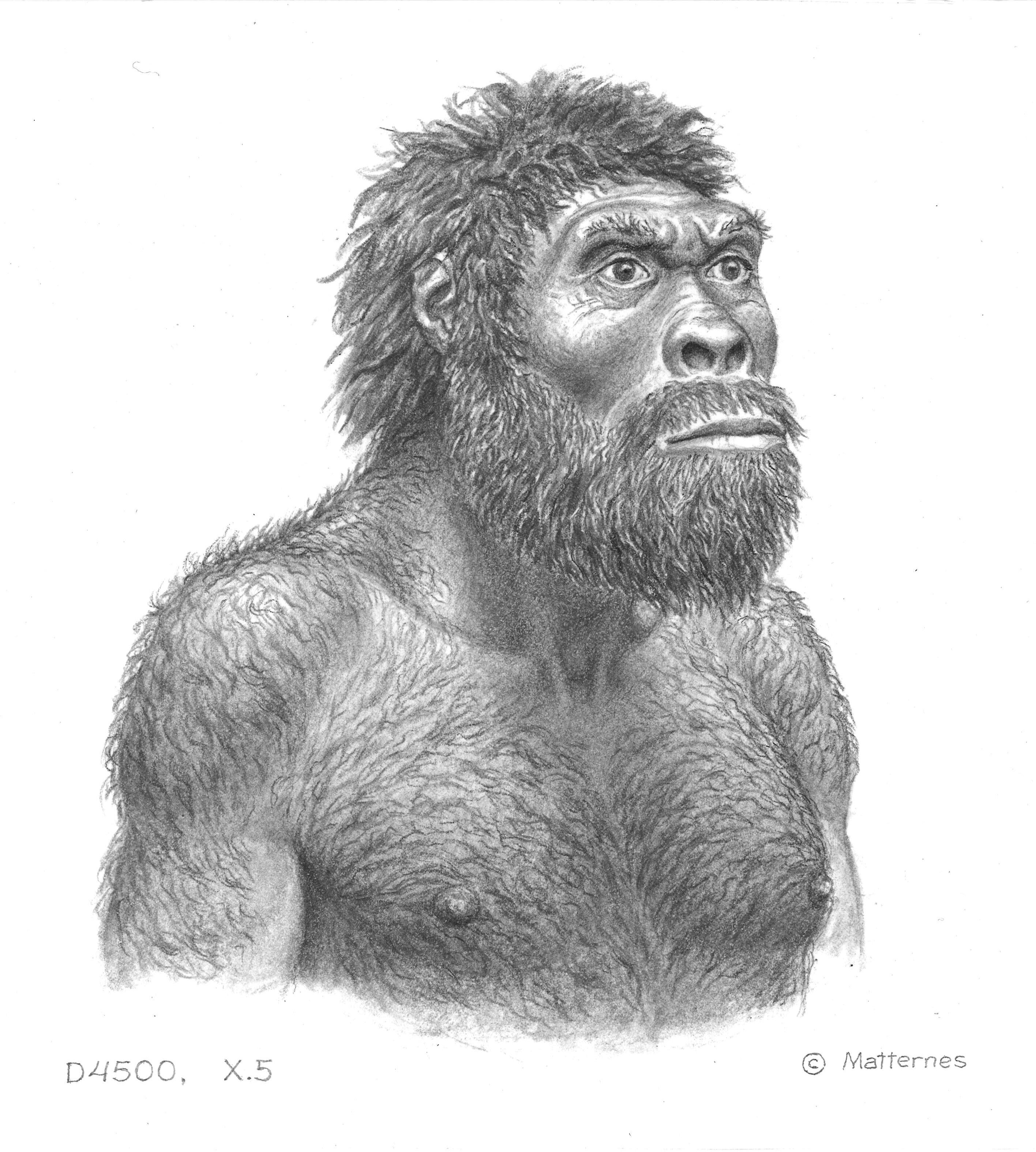 early humans homo habilis